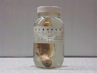 藏品(背點棘赤刀魚)的圖片